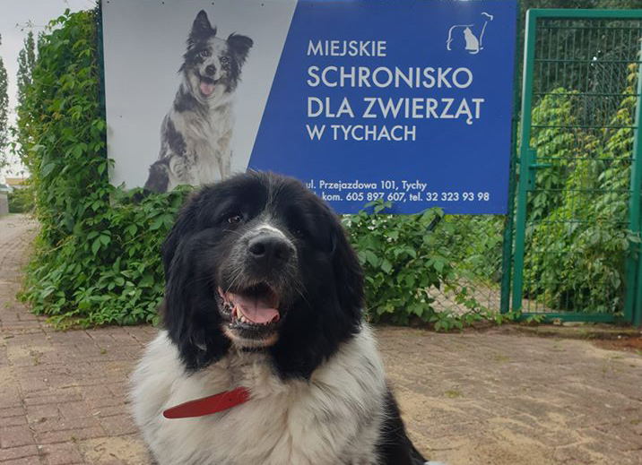 Psy ze „schroniska” w Radysach trafią do Tychów